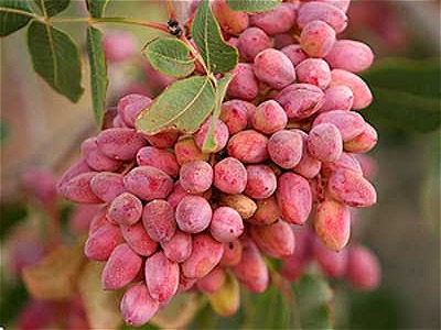 باغات پسته